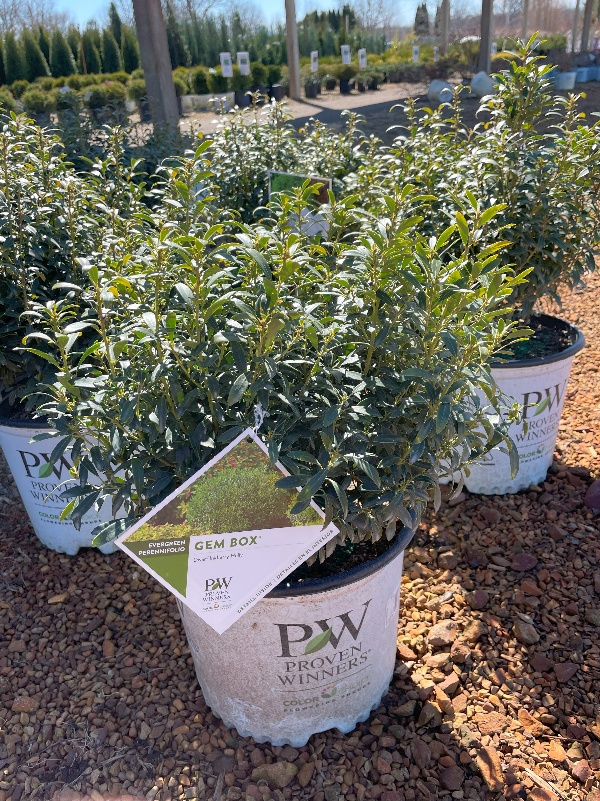 Several potted evergreen shrubs labeled &ldquo;Gem Box&rdquo; from Proven Winners are displayed outdoors in a garden center. The plants are green and healthy, growing in white pots with the Proven Winners logo.